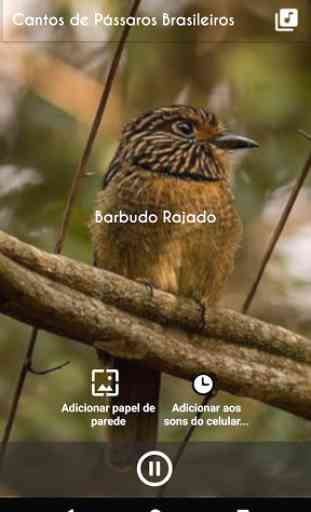 Cantos de Pássaros Brasileiros 3