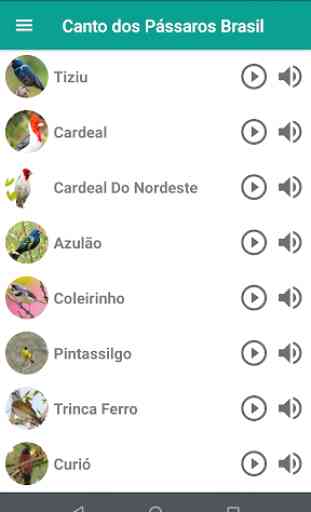 Canto Dos Pássaros Brasil 1