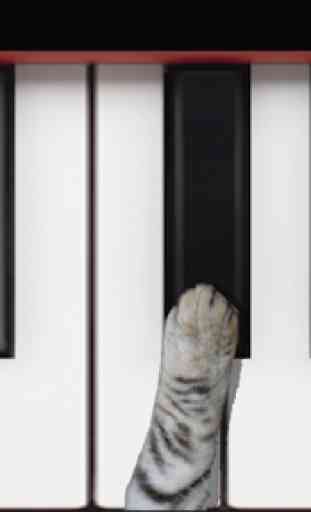 Cat Piano 2