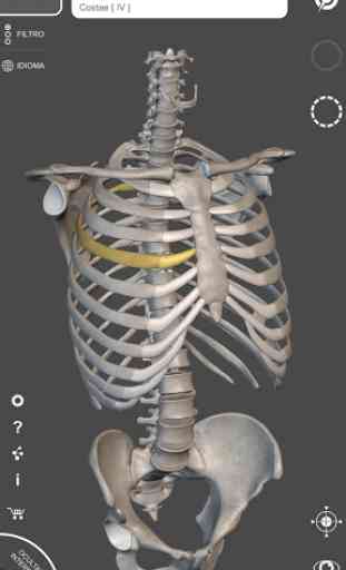 Esqueleto | Anatomia 3D 1