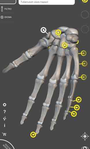 Esqueleto | Anatomia 3D 2