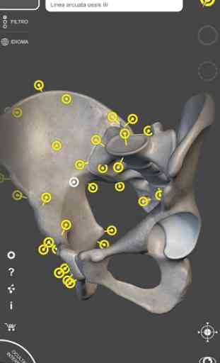 Esqueleto | Anatomia 3D 3