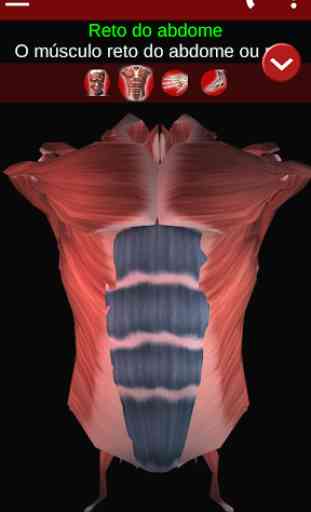 Sistema Muscular em 3D (Anatomia). 2