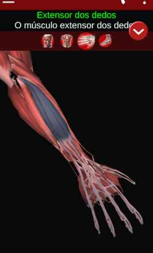 Sistema Muscular em 3D (Anatomia). 3