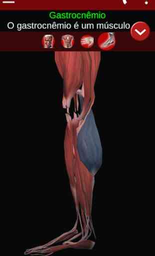 Sistema Muscular em 3D (Anatomia). 4