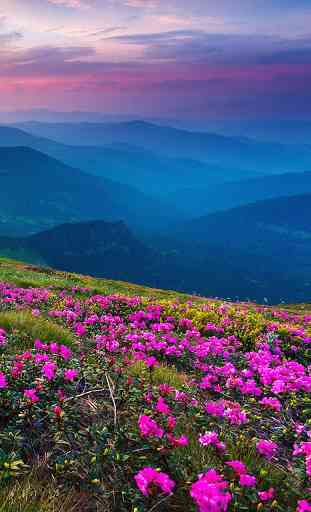 Flores da montanha 1