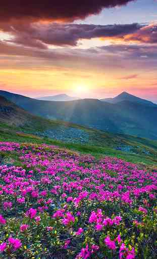Flores da montanha 2
