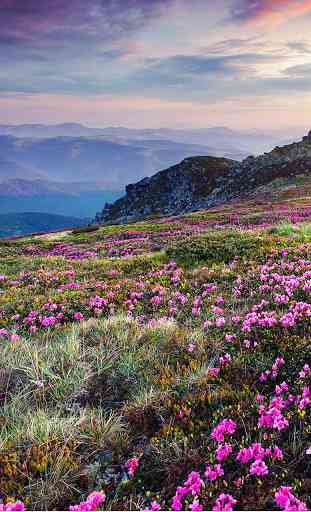 Flores da montanha 4