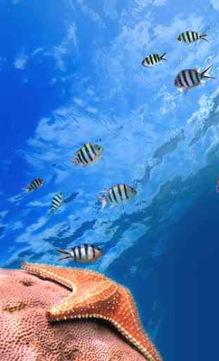Peixe oceânico Papel de Parede 1