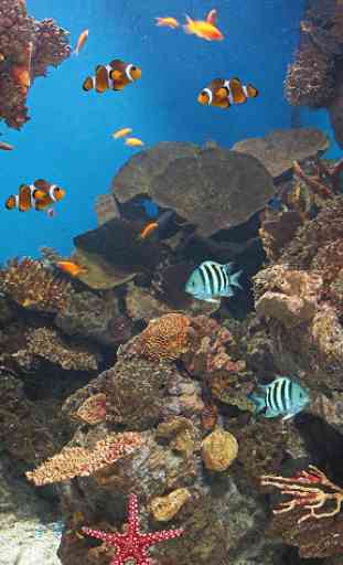 Peixe oceânico Papel de Parede 2