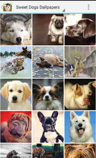 Sweet Dogs Wallpapers 1
