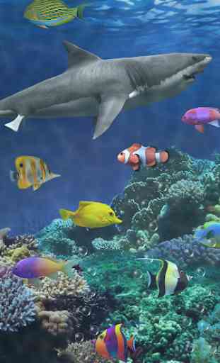Tubarão aquário live wallpaper 3