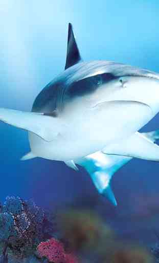 Tubarões Papel De Parede 3