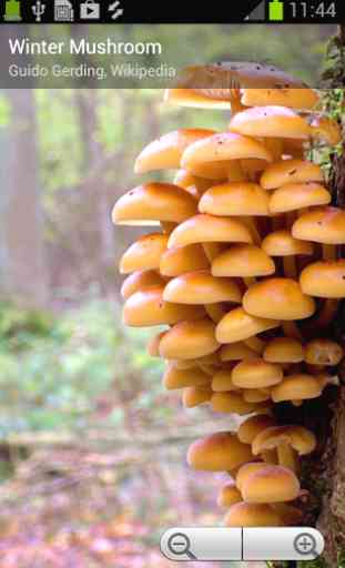 Myco free - Mushroom Guide 3