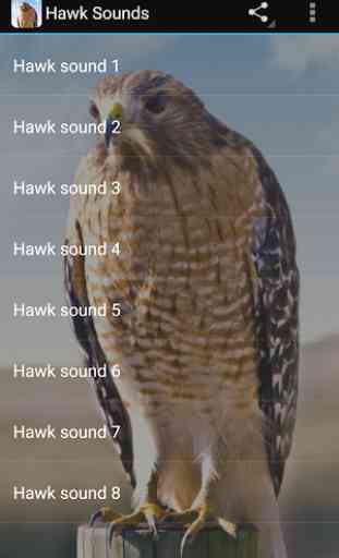 Hawk Sounds 1