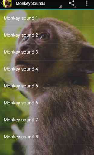 Monkey Sounds 1