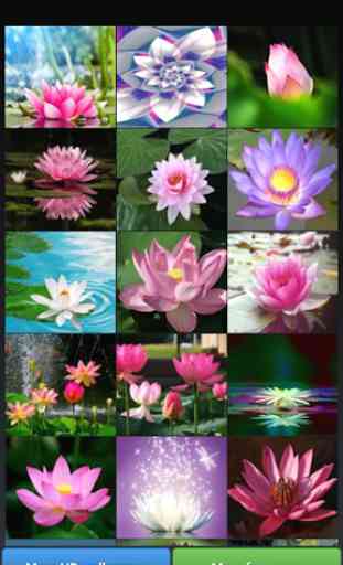Lotus Flower Wallpapers 1