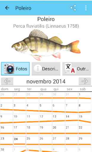 Peixe Calendário 1