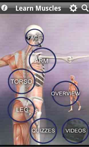 Learn Muscles: Anatomy 1