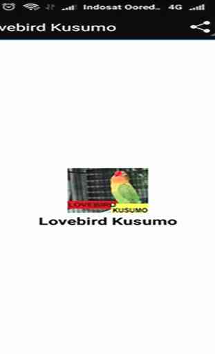 Loverbird Kusumo 4