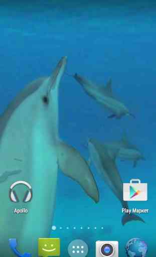 Dolphins. Live Video Wallpaper 1