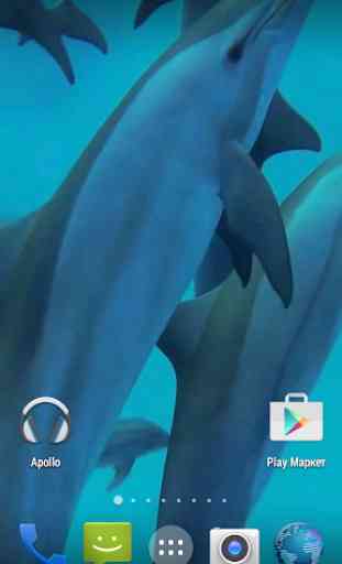 Dolphins. Live Video Wallpaper 2