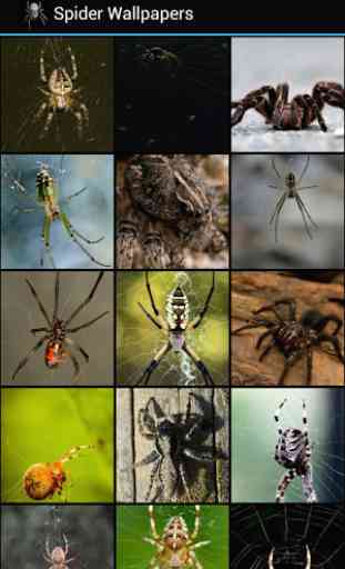 Spider Wallpapers 2