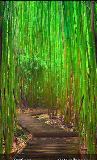 Bamboo ao vivo Wallpapers 4
