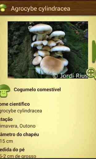 Cogumelos - Mushtool 4