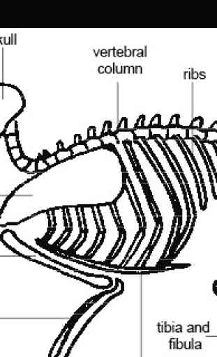 Animal Anatomy and Physiology 4