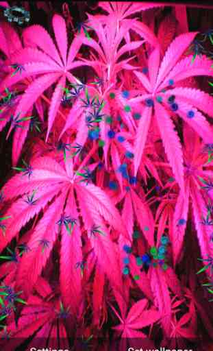 Weed marihuana Live Wallpaper 3