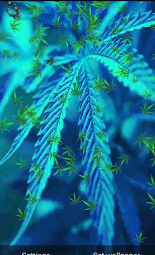 Weed marihuana Live Wallpaper 4