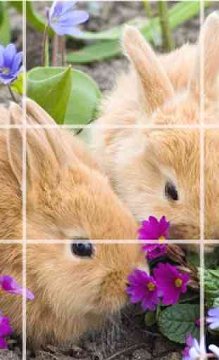 Puzzle - coelhos bonitos 1