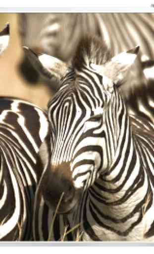 papel de parede zebra 1