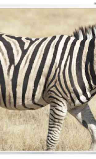 papel de parede zebra 2