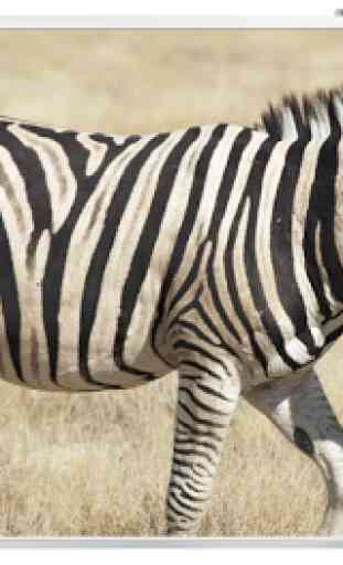 papel de parede zebra 3