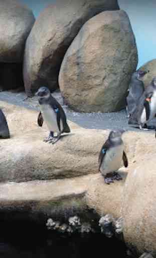 Pocket Penguins 1