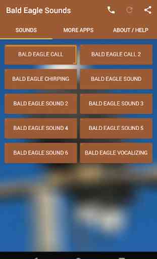 Bald Eagle Sounds 1
