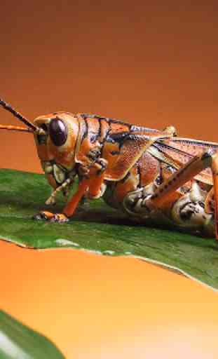 Grasshopper Wallpaper 3