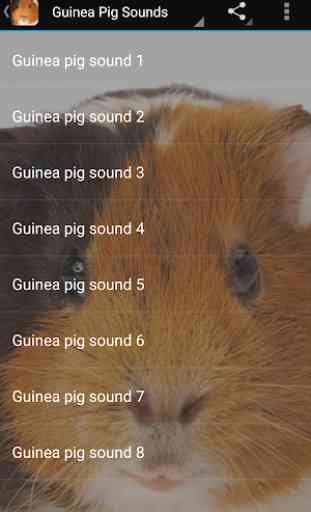 Guinea Pig Sounds 2