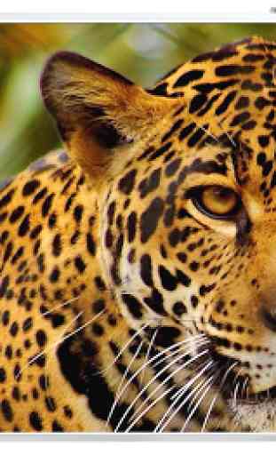 imagens de jaguares 1