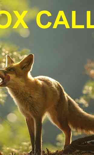 Predator Calls -Fox Hunting UK 4