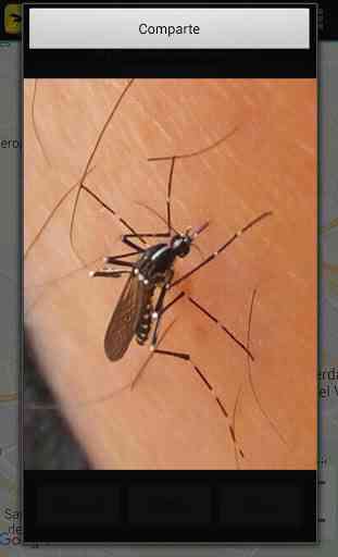 Mosquito Alert 3