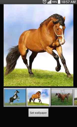 Cavalo HD Live Wallpapers 2