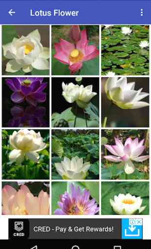Lotus Flower Wallpaper HD 3