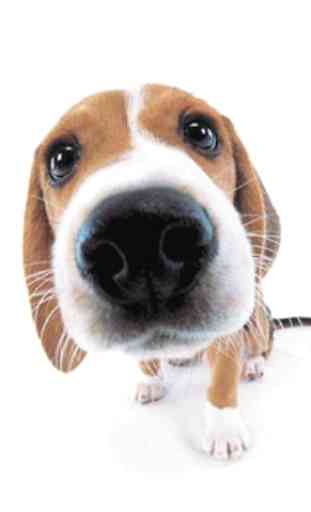 Cute Dog Sniffs Live Wallpaper 1