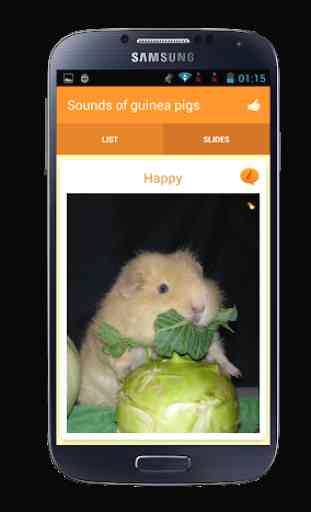 Sounds of guinea pigs 3