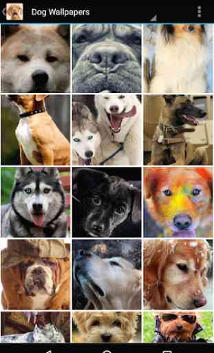 Dog Wallpapers 3