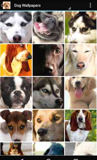 Dog Wallpapers 4