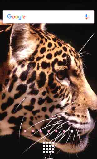 imagens de jaguares 3